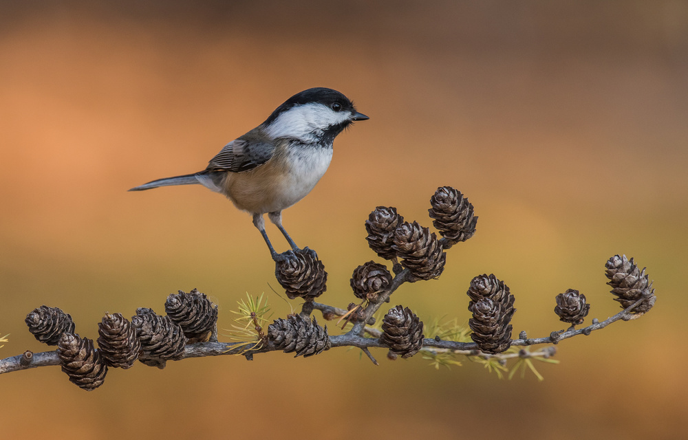 Navigator von salman a