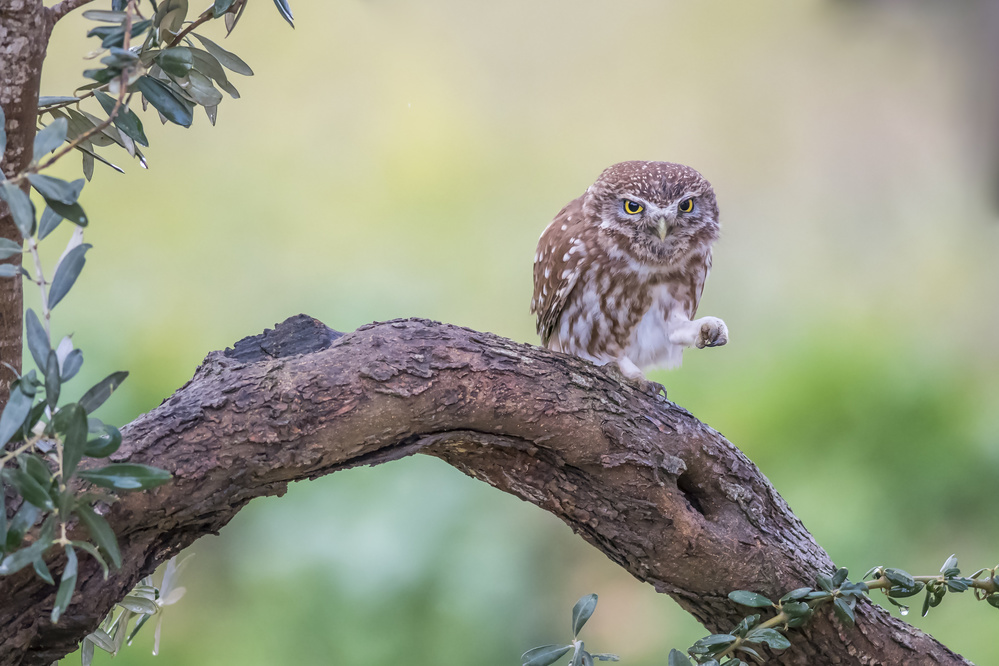 Athene noctua von Samir. H