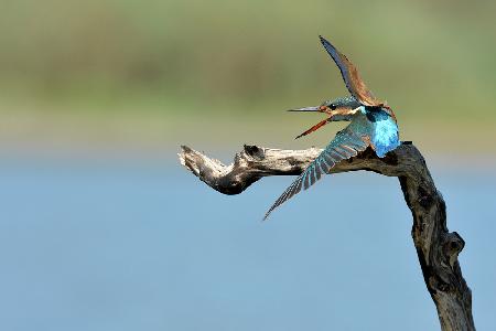 kingfisher