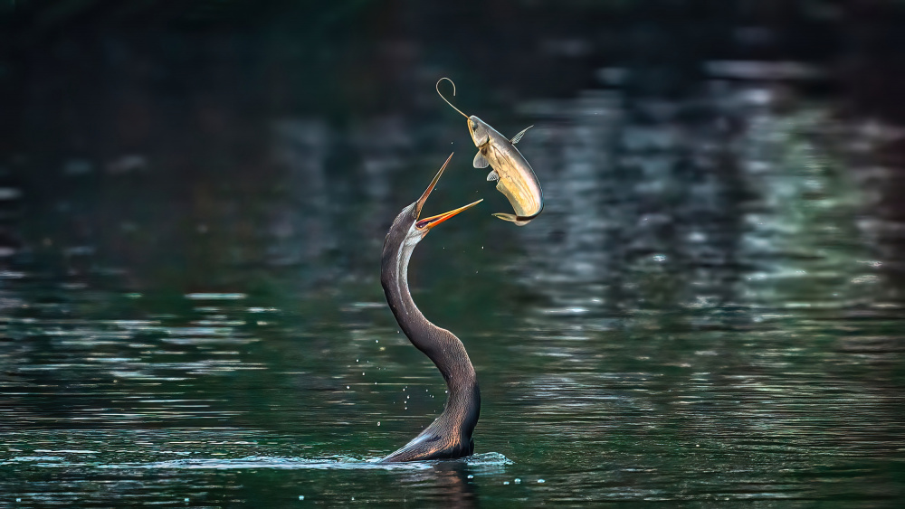 Flying catfish von Samir Sachdeva