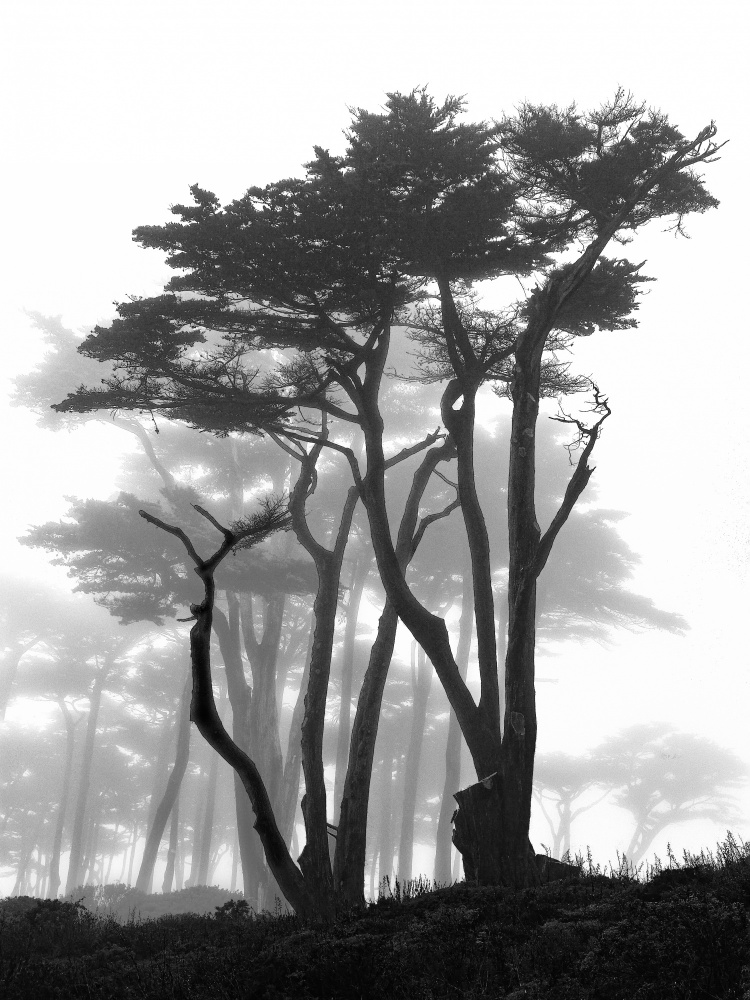 California Pines in Fog von Samuel Vovsi