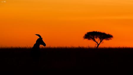 Topi at sunrise