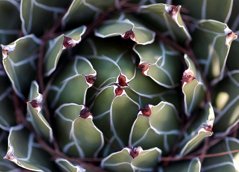 Blühende Kakteen von Sandra Baer