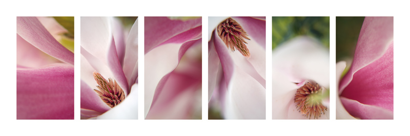 Eleganz in Farbe von Claire Santal