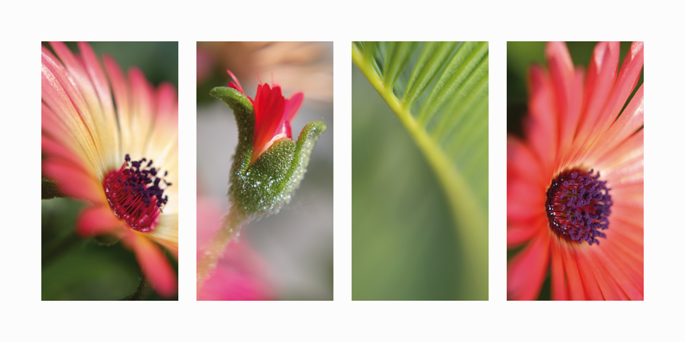 Feengruss von Claire Santal