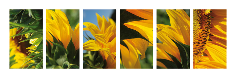 Goldgelbe Schönheiten von Claire Santal