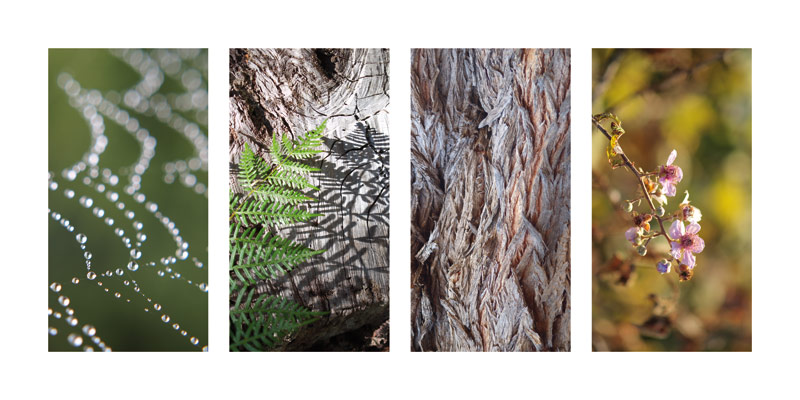 Waldesstille von Claire Santal