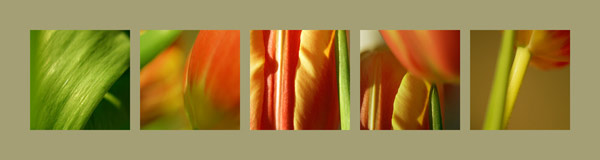 A Daintree 5er 1 grün von Claire Santal