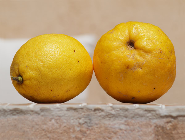 Lemon von Claire Santal