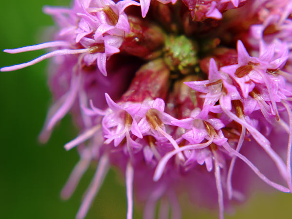 Makroviolett von Claire Santal