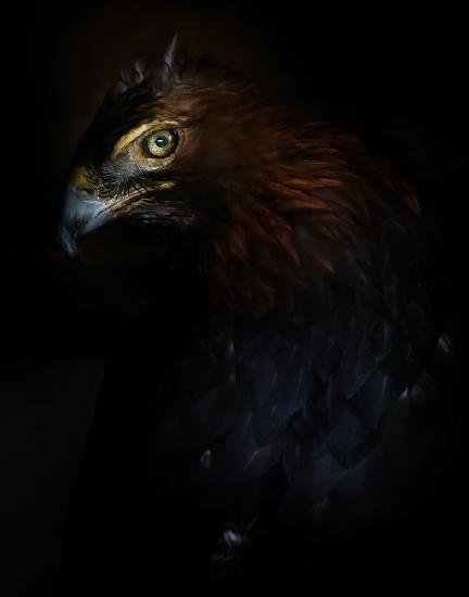 Eagle portrait