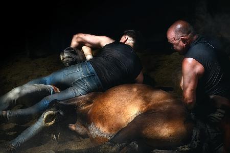 The knock down (A rapa das bestas)