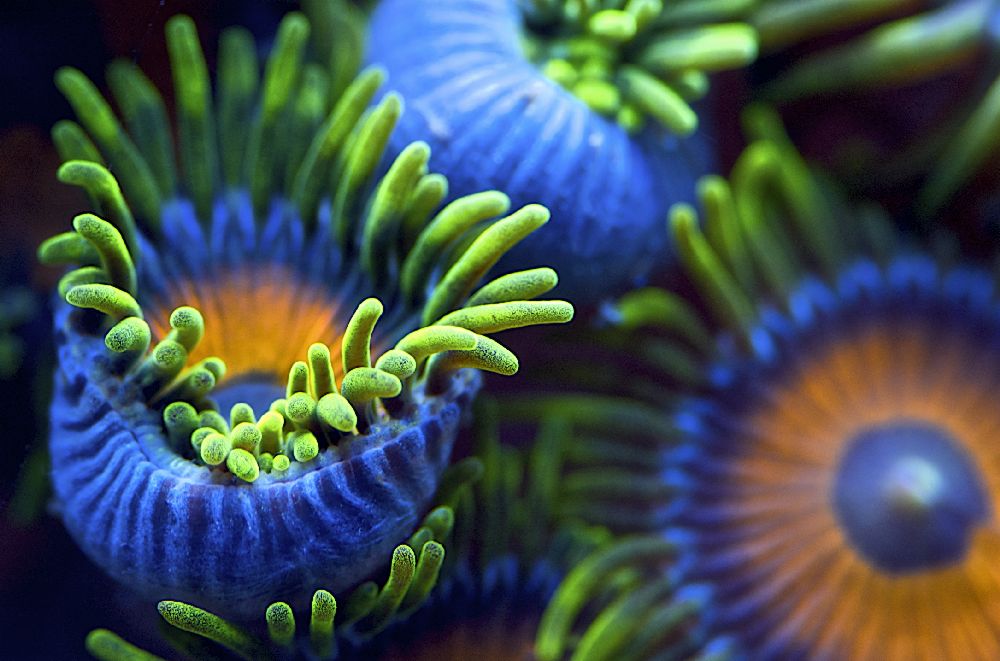 Die Farben des Riffs II von Santiago Pascual Buye