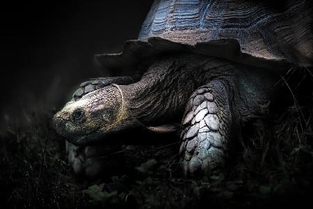 Life at a different pace