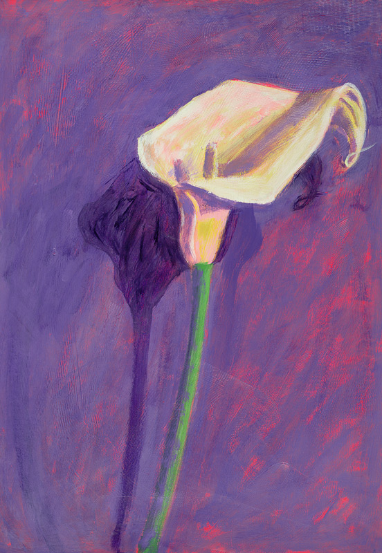 Arum Lily von Sara  Hayward