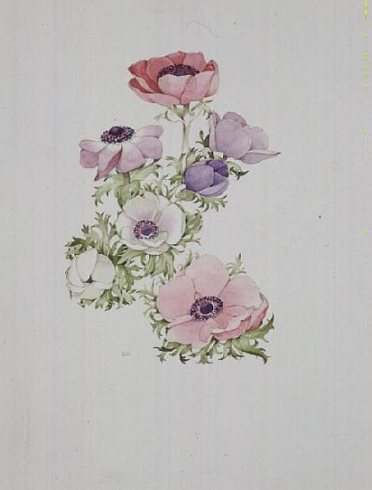 Anemone coronaria ''De Caen''  von Sarah  Creswell