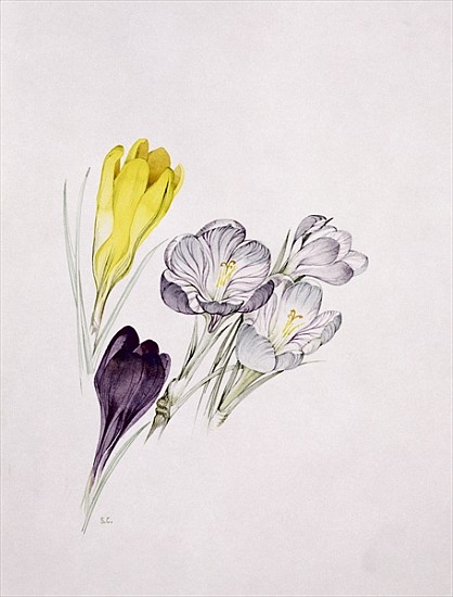 Crocus  von Sarah  Creswell