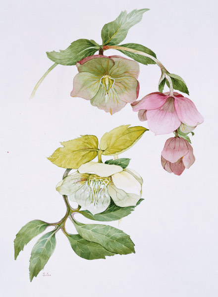 Helleborus orientalio and Helleborus niger  von Sarah  Creswell