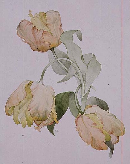 Parrot tulips  von Sarah  Creswell