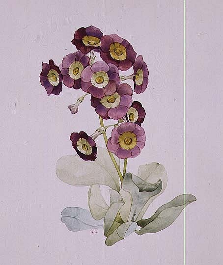 Primula Auricula (Primrose)  von Sarah  Creswell
