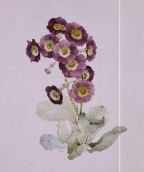 Primula Auricula (Primrose) 