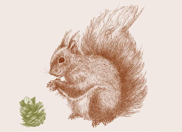 Squirrel von Sarah Hough