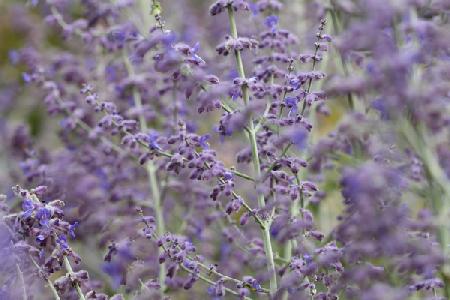 Garsington Lavendula