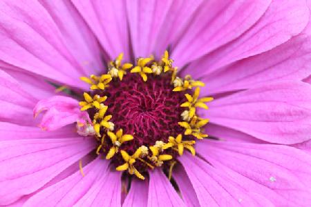 Garsington Papavev Poppy