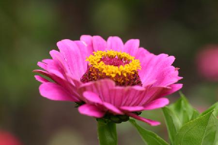 Garsington Papavev Poppy