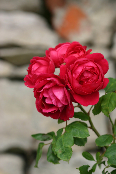 Garsington Rose von Sarah  O'Toole