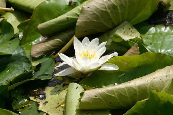 Garsington Waterlily von Sarah  O'Toole