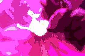 Raspberry Crush (colour photo) 