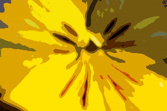 Urban Bloom (colour photo)  von Sarah  O'Toole