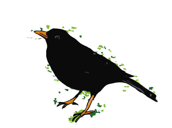 Blackbird von Sarah Thompson-Engels