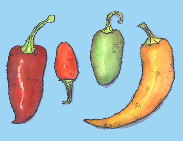 Chilli peppers von Sarah Thompson-Engels