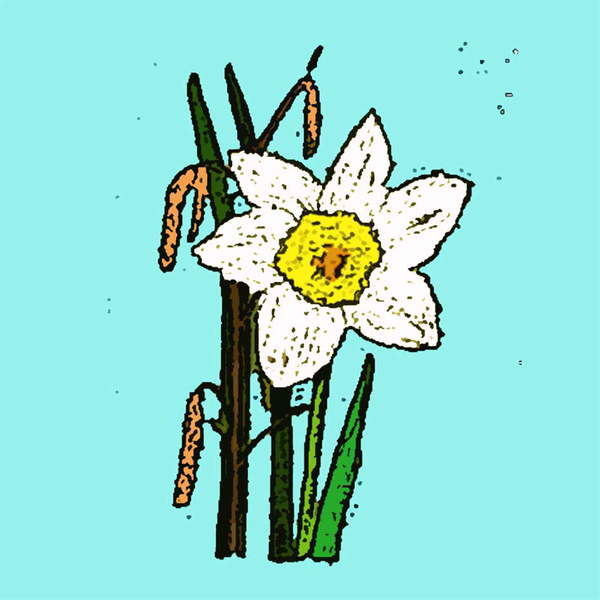 Daffodils von Sarah Thompson-Engels
