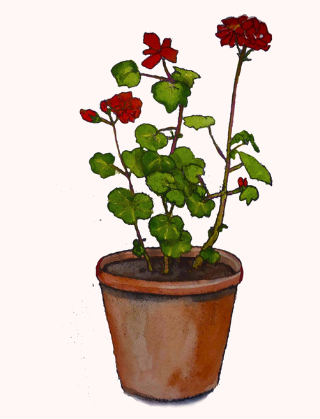 Geraniums in a flowerpot von Sarah Thompson-Engels