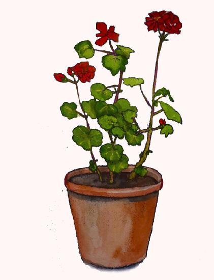 Geraniums in a flowerpot