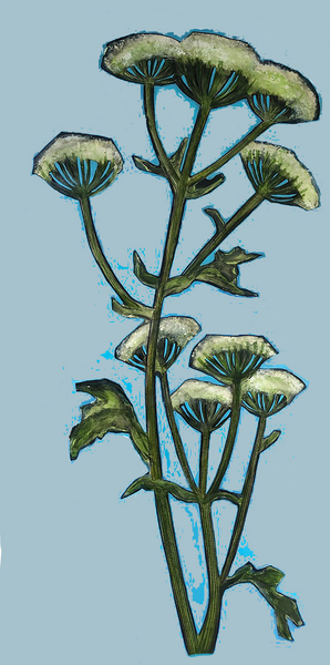 hogweed von Sarah Thompson-Engels