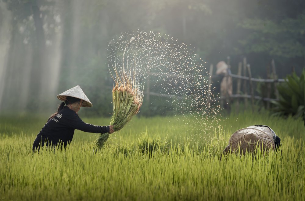 farmer von Sarawut Intarob