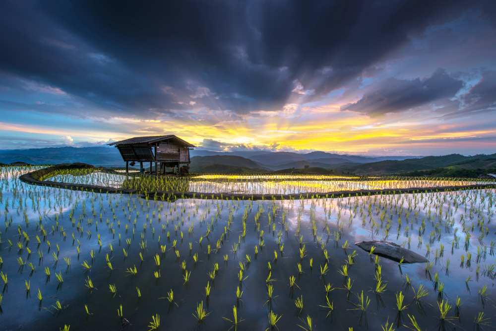 Light in rice von Sarawut Intarob
