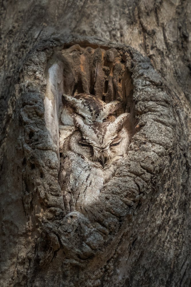 Snug Fit von Sarosh Lodhi