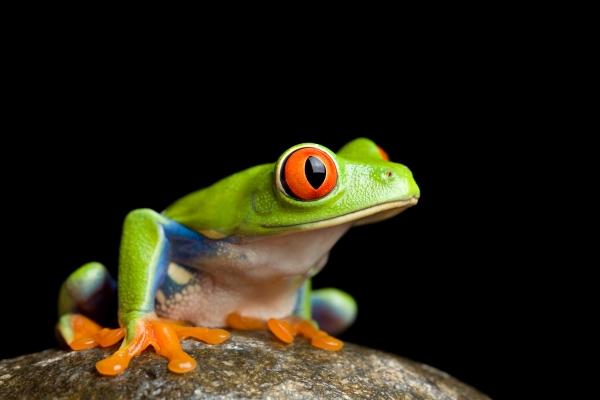 frog on a rock isolated on black von Sascha Burkard