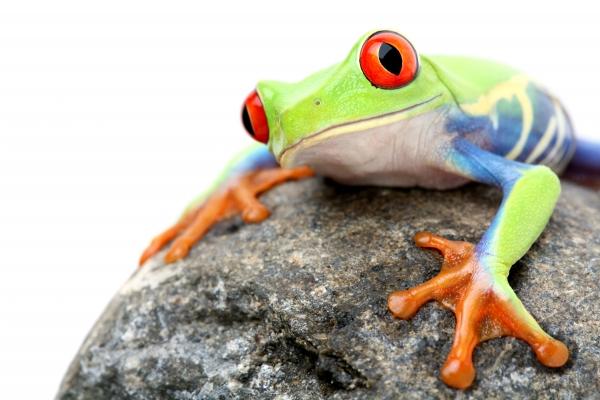 frog on a rock isolated von Sascha Burkard