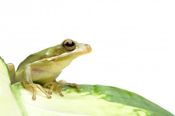 green tree frog von Sascha Burkard