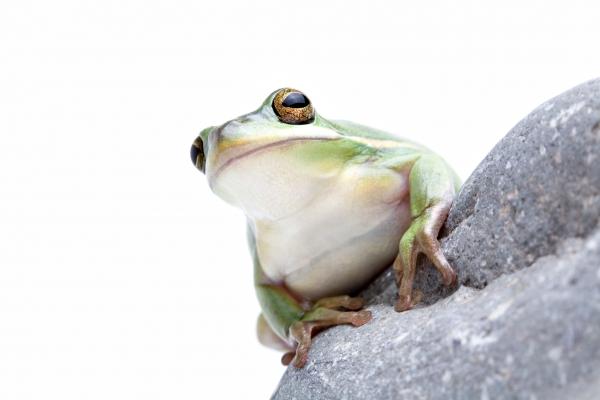 green tree frog von Sascha Burkard