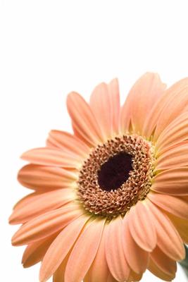 daisy gerber von Sascha Burkard