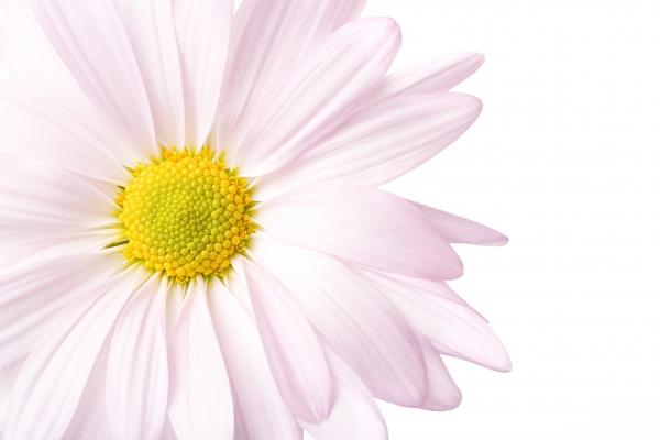 daisy high-key isolated von Sascha Burkard