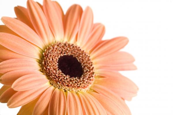 daisy isolated macro von Sascha Burkard