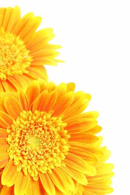 flowers corner isolated on white von Sascha Burkard